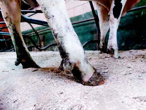 18 years old Agriprom Mattresses in Dutch Farm