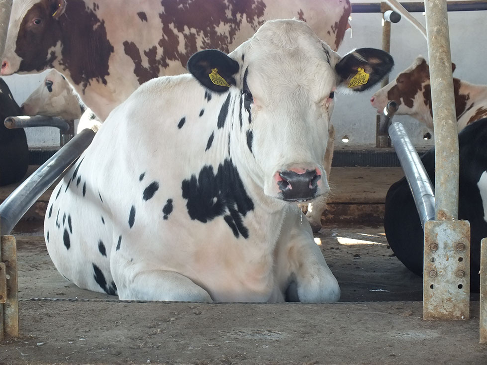 Cow Comfort